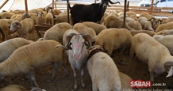 bu-yil-kurbanlik-fiyatlari-ne-kadar-kac-para-iste-2021-buyukbas-ve-kucukbas-kurbanlik-fiyatlari-1625992875237.jpg