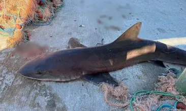 Datça’da dev köpek balığı ağa takıldı #mugla