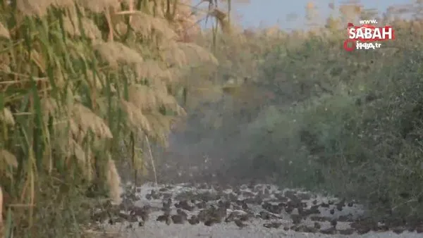 Serçelerin muhteşem göçü böyle görüntülendi | Video