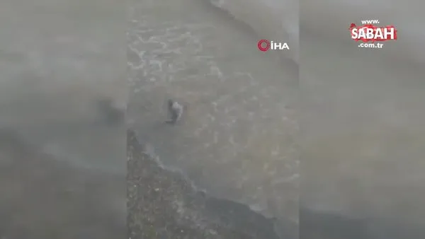 Deniz salyaları sebebiyle yavru yunus sahile vurdu | Video