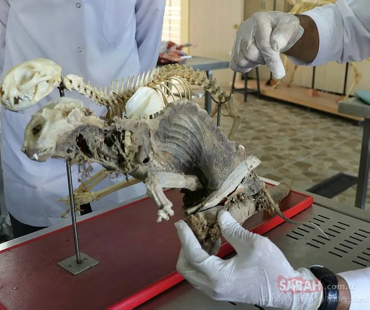 Evin bodrumunda bulunan hayvan iskeleti, sansara ait çıktı