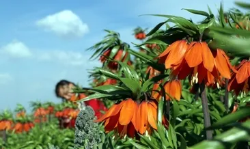 Ters laleler ziyaretçi akınına uğruyor