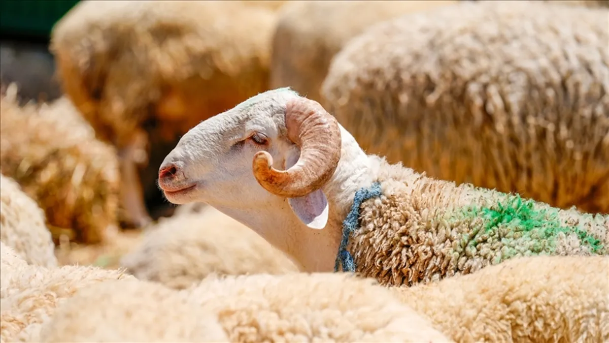 Kurban kesimi ne zaman biter? Diyanet yanıtladı! Bayramın 2. ve 3. günü kurban kesilir mi? – Galeri Kurban kesimi ne zaman biter? Diyanet yanıtladı! Bayramın 2. ve 3. günü kurban kesilir mi? – Galeri