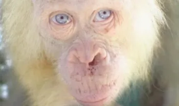 Albino orangutan koruma altında