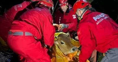 Yamaçtan yuvarlanarak mahsur kalan inek AKUT ekiplerince kurtarıldı #giresun