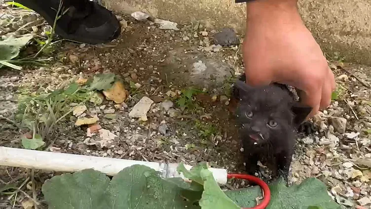 Kanalizasyona düşen kediyi kuryenin dikkati kurtardı: 5 metreden düşmüş!