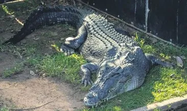 50 bin timsahlı çiftliğe tepki