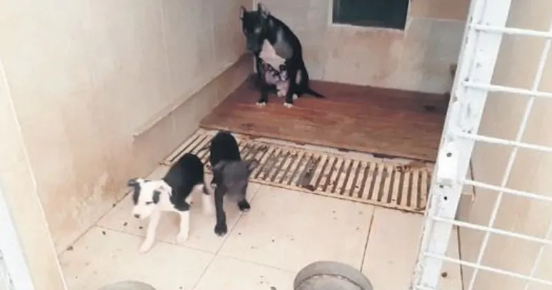pitbull besleyene 23 bin lira ceza