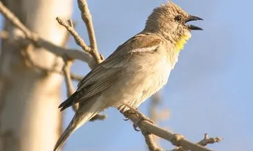 ruyada serce gormek ne anlama gelir haberleri son dakika ruyada serce gormek ne anlama gelir gelismeleri