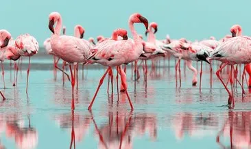 Flamingo Nerede Yaşar? Flamingolar Nerede Görülür, Hangi İklimde Yaşar, Karada Mı Suda Mı?