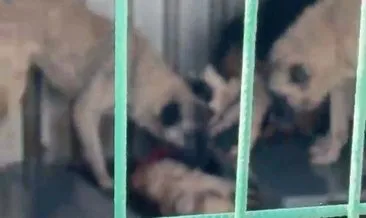 CHP’li Belediyenin barınağında skandal! Aç bırakılan köpekler birbirini yedi #bursa