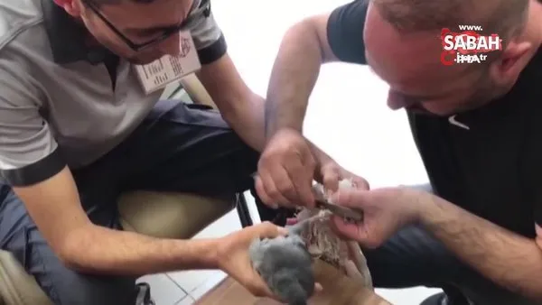 Güvercin ayağına dolanan çuvaldan tırnak makasıyla kurtuldu | Video