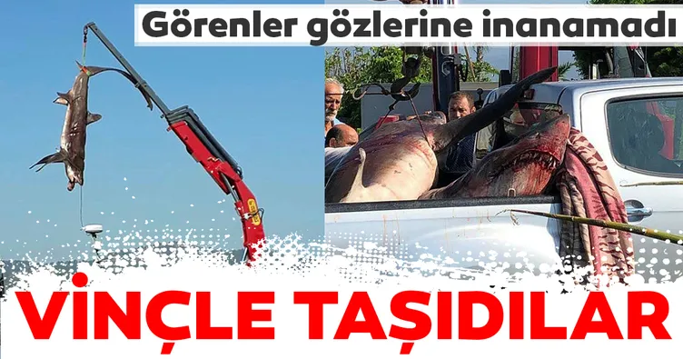 Muğla açıklarında yakalanan dev Camgözler korkuttu