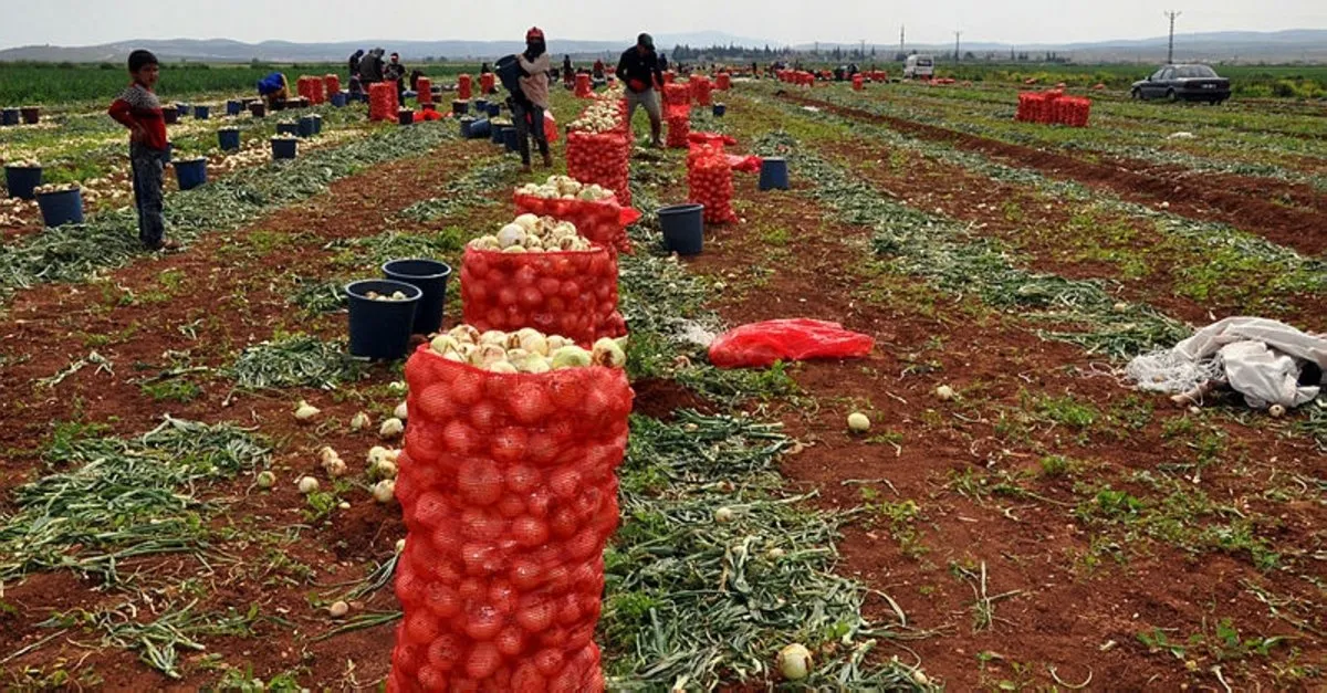kuru sogan tarlada kilosu 1 5 liradan satiliyor son dakika haberler