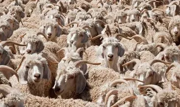 Koyunların arasındaki kurdu ilk bakışta görebildiniz mi?