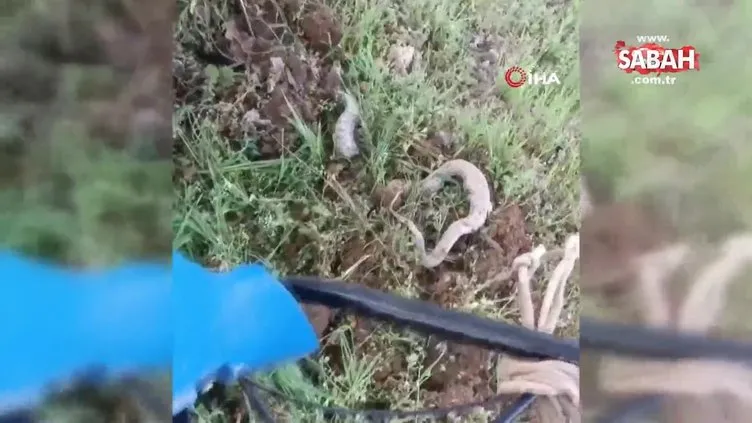 Çapa makinesine takılan 3 metrelik dev yılan paniğe neden oldu | Video
