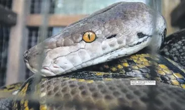 3 metrelik piton kayboldu