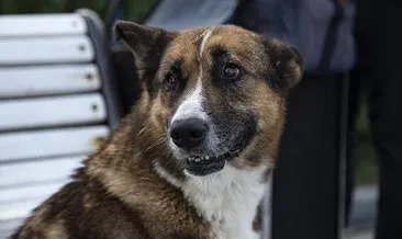 Ölen sahibinin dönmesini 9 yıl bekleyen köpek: Kırım’ın Haçiko’su