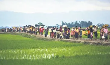 Arakanlıların mahsullerini topluyorlar