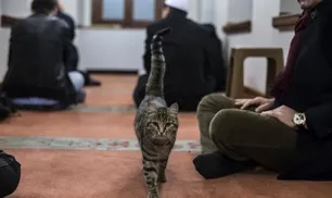 Kedi Beslemek Sünnet Mi?