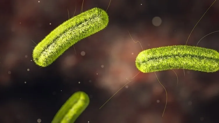 Salmonella virüsüne dikkat! Salmonella virüsü nedir, nasıl bulaşır, belirtileri nelerdir ve nasıl tedavi edilir?