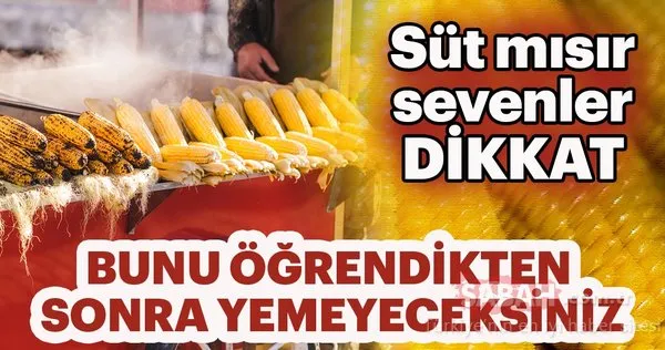 Süt mısır sevenler dikkat! Bunu öğrendikten sonra...