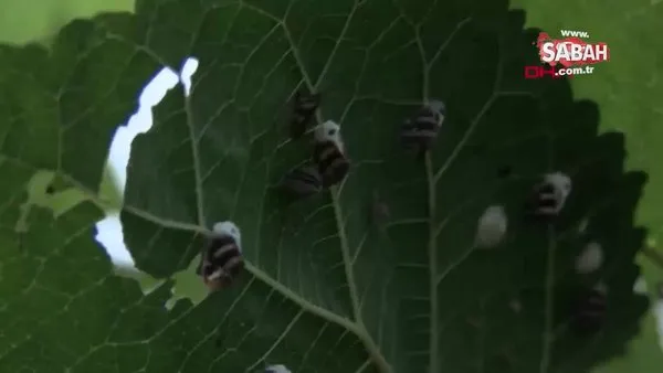 Zararlı kelebekler, Karadeniz tarımına zarar veriyor | Video
