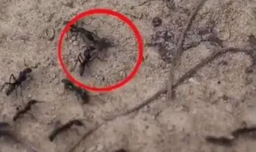 Savaş sonrası yaralanan karıncalar bakın ne yapıyor!