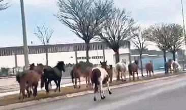 Yılkı atları dağdan şehre indi