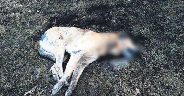 20 sokak hayvanı zehirlenerek öldürüldü