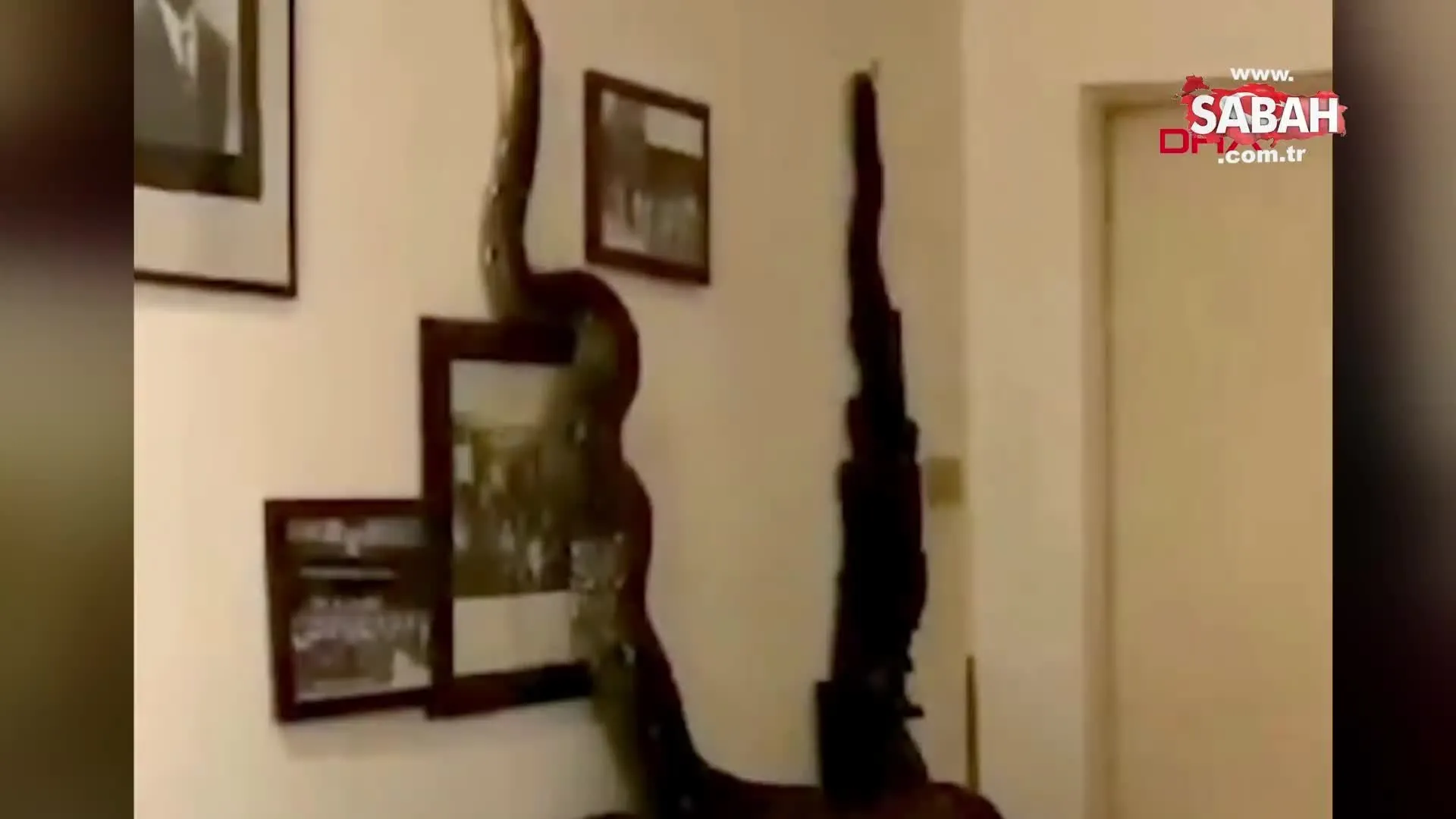 tayland da 3 5 metrelik dev piton