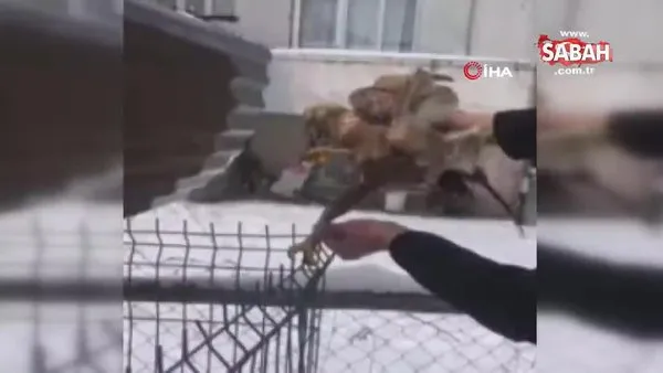 Bolu'da hayvansever vatandaş kurtardığı şahinin pençeleriyle böyle yaralandı | Video