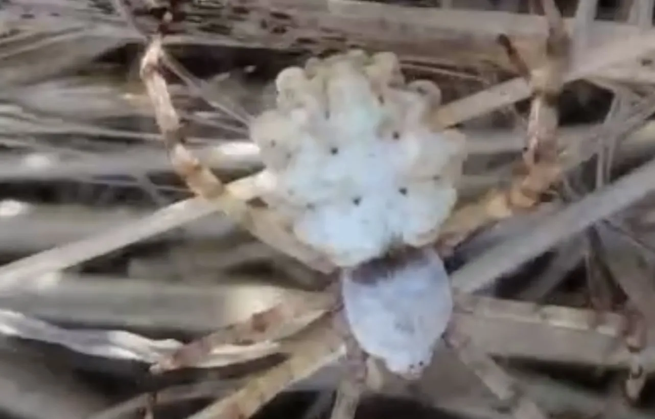 dünyanın en ölümcül örümceği