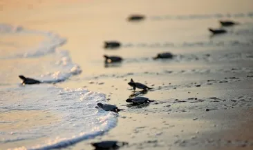 Deniz kaplumbağaları hayata yol alıyor