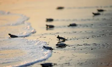 Deniz kaplumbağaları hayata yol alıyor
