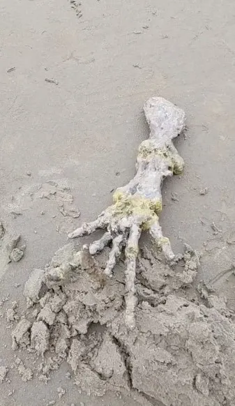 Korkunç elin gizemi! Görüntüler sosyal medyada infial yarattı