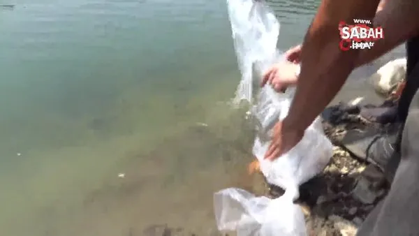 Göletlere 120 bin adet sazan balığı yavrusu bırakıldı | Video