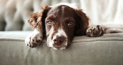 Köpeklerin sadakatinin ardındaki sır! Meğer bağ kurmak için gözlerini...