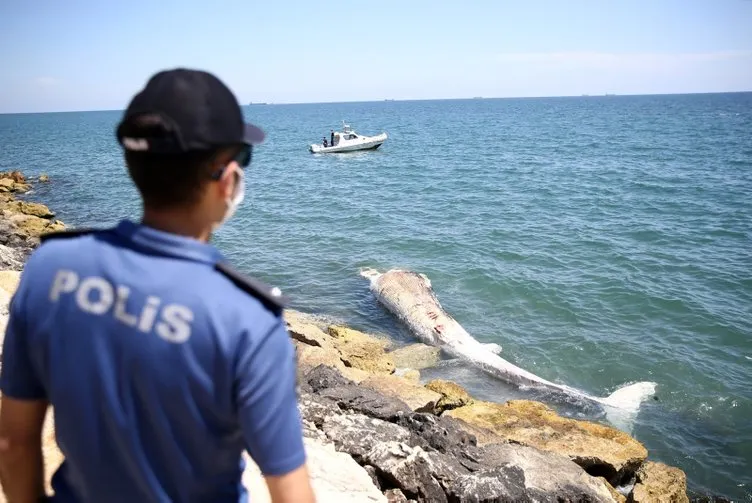 Dünyanın en büyük ikinci balinası Mersin’de karaya vurdu! Gözlerine inanamadılar! İşte balinanın fotoğrafı