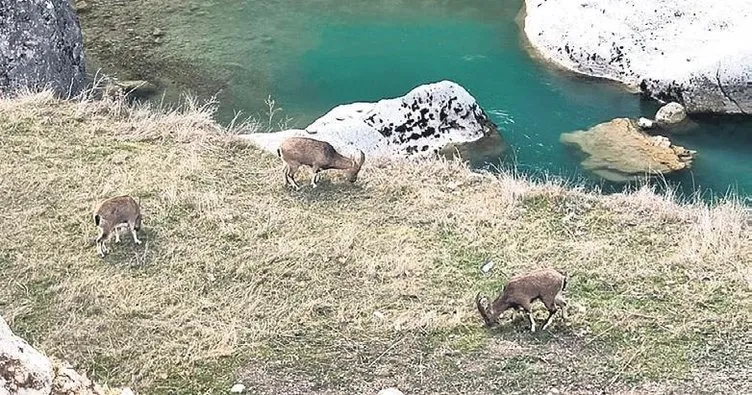 Dağ keçileri çay kenarına indi