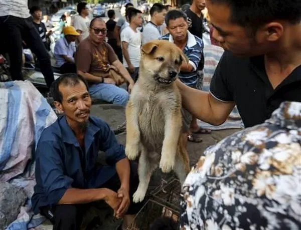 Tüm tepkilere rağmen 'köpek yeme festivali' başladı