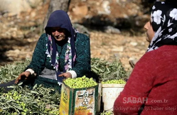 Afrin’de zeytin hasadı başladı