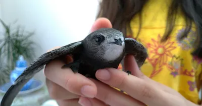 Ebabil kuşu en yakın arkadaşı oldu