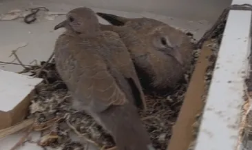 Enkazın arasından yeşeren yeni bir yaşam!