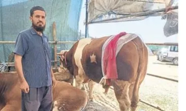 Ay yıldızlı boğa fenomen oldu