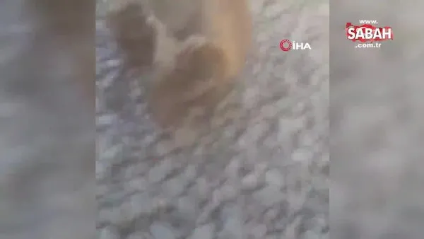 Muğla Bodrum'da köpeğin ağzındaki insan kafatası polisi alarma geçirdi | Video