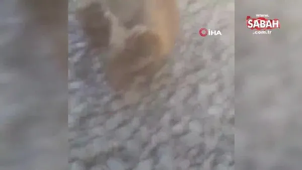 Mugla Bodrum Da Kopegin Agzindaki Insan Kafatasi Polisi Alarma Gecirdi Video Videosunu Izle Son Dakika Haberleri