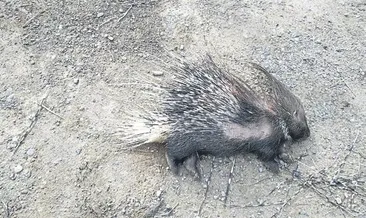 Oklu kirpi avlayan 2 kişiye ceza yazıldı