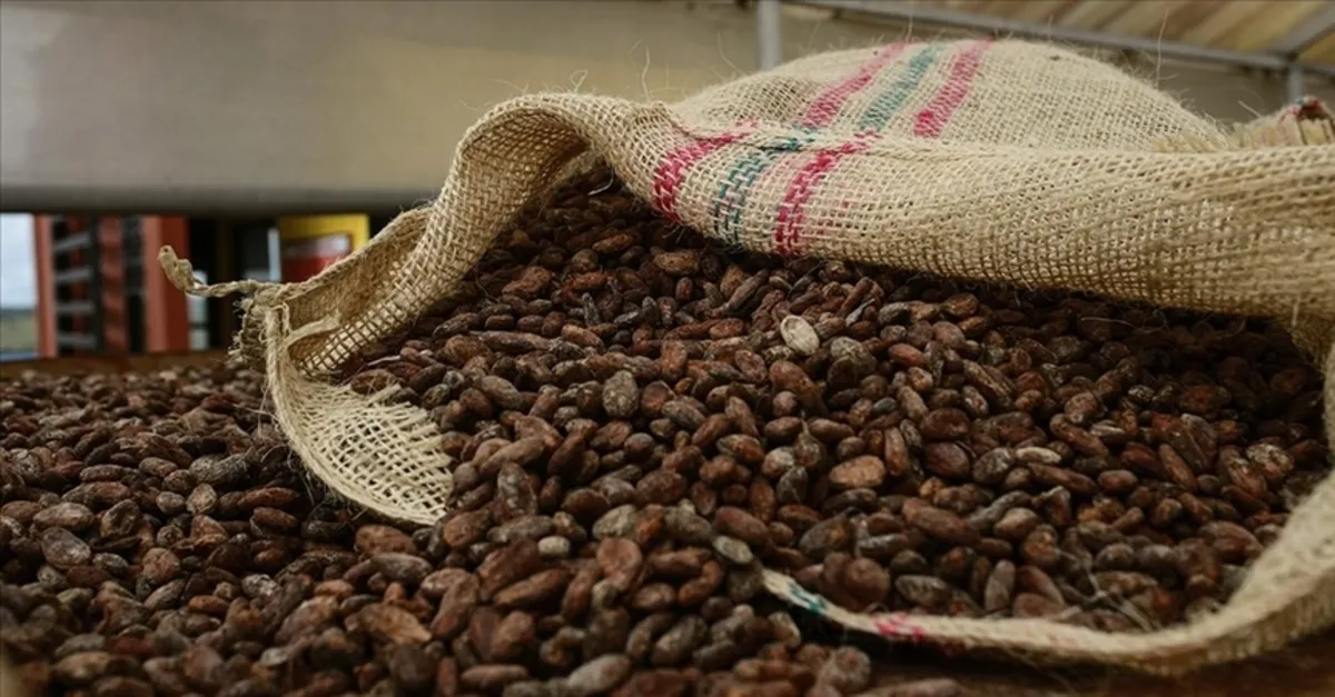 Kakao fiyatlarında düşüş sürüyor