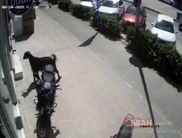 Ve ilk kaçan kurbanlık haberi geldi! İş yerinde ne var ne yok...